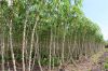 About Hebes