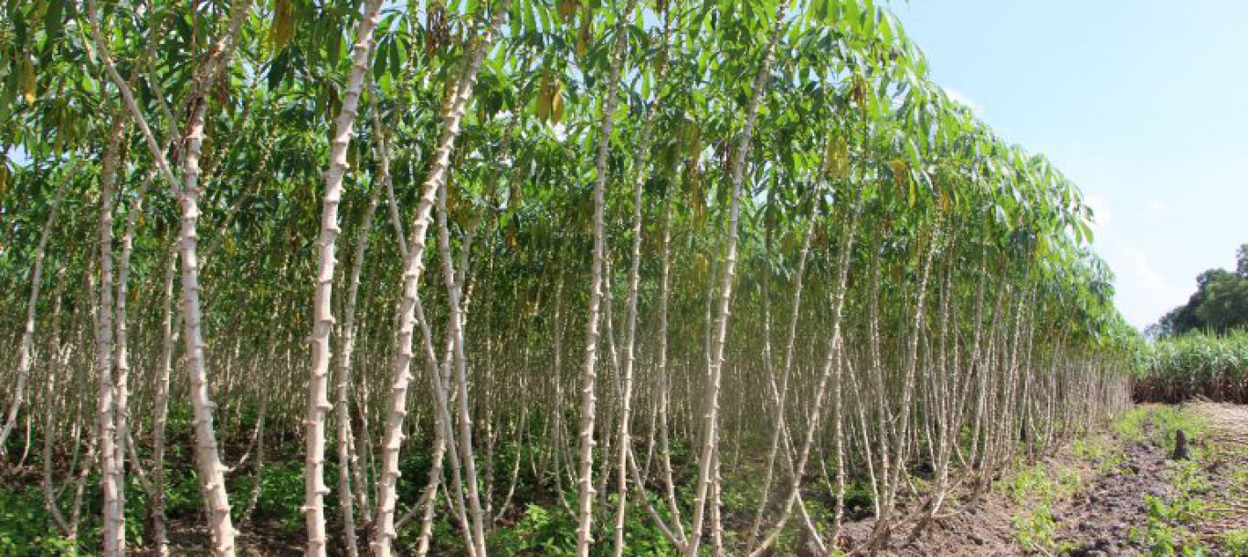 About Hebes